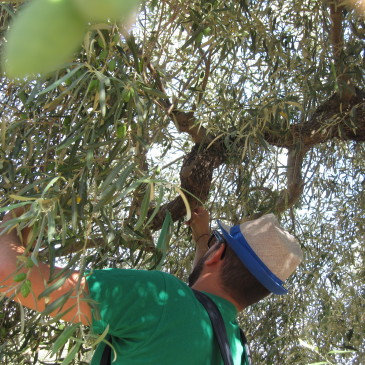 Training sessions on the E-LEARNING COURSE for the transition from conventional to organic olive oil