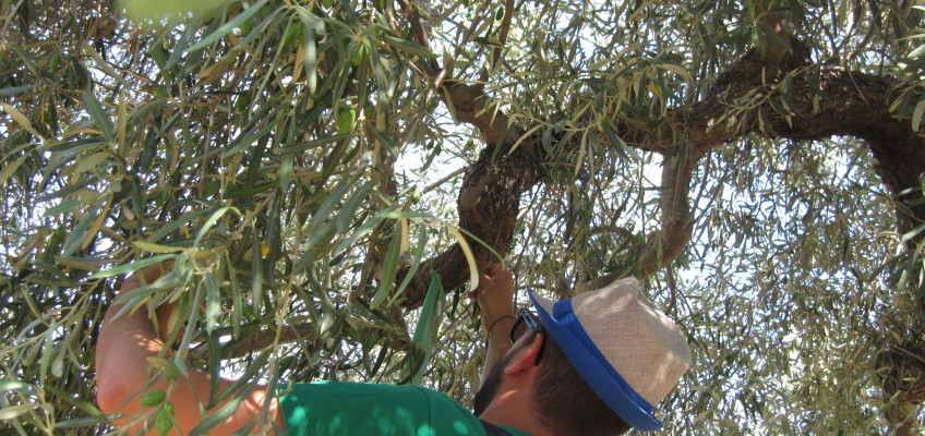 Training sessions on the E-LEARNING COURSE for the transition from conventional to organic olive oil