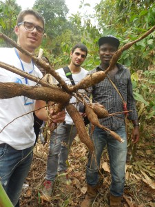 cassava